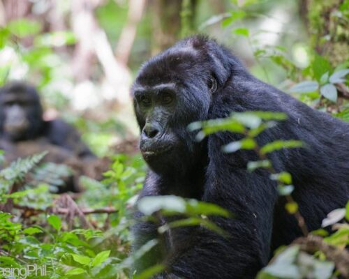 gorilla-tracking-3-700x500 gorilla-tracking-3-700x500