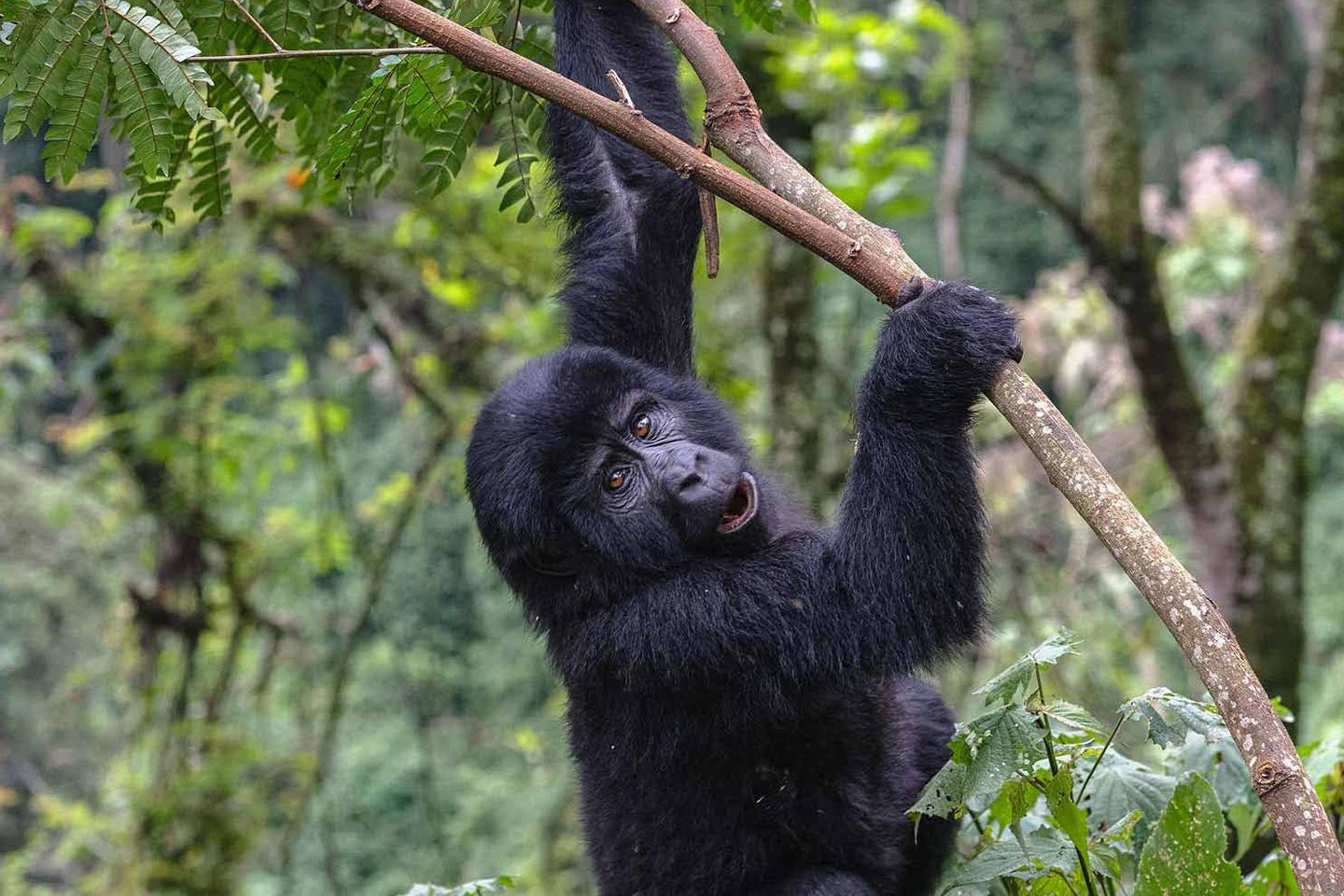 mountain-gorilla-uganda-safari mountain-gorilla-uganda-safari